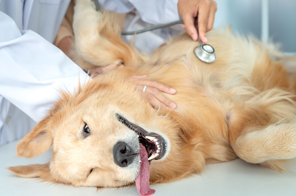 Coastal Vet in Virginia Beach, VA